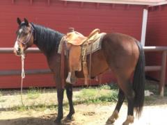2014 Foal Paddys Gin Riddle JW